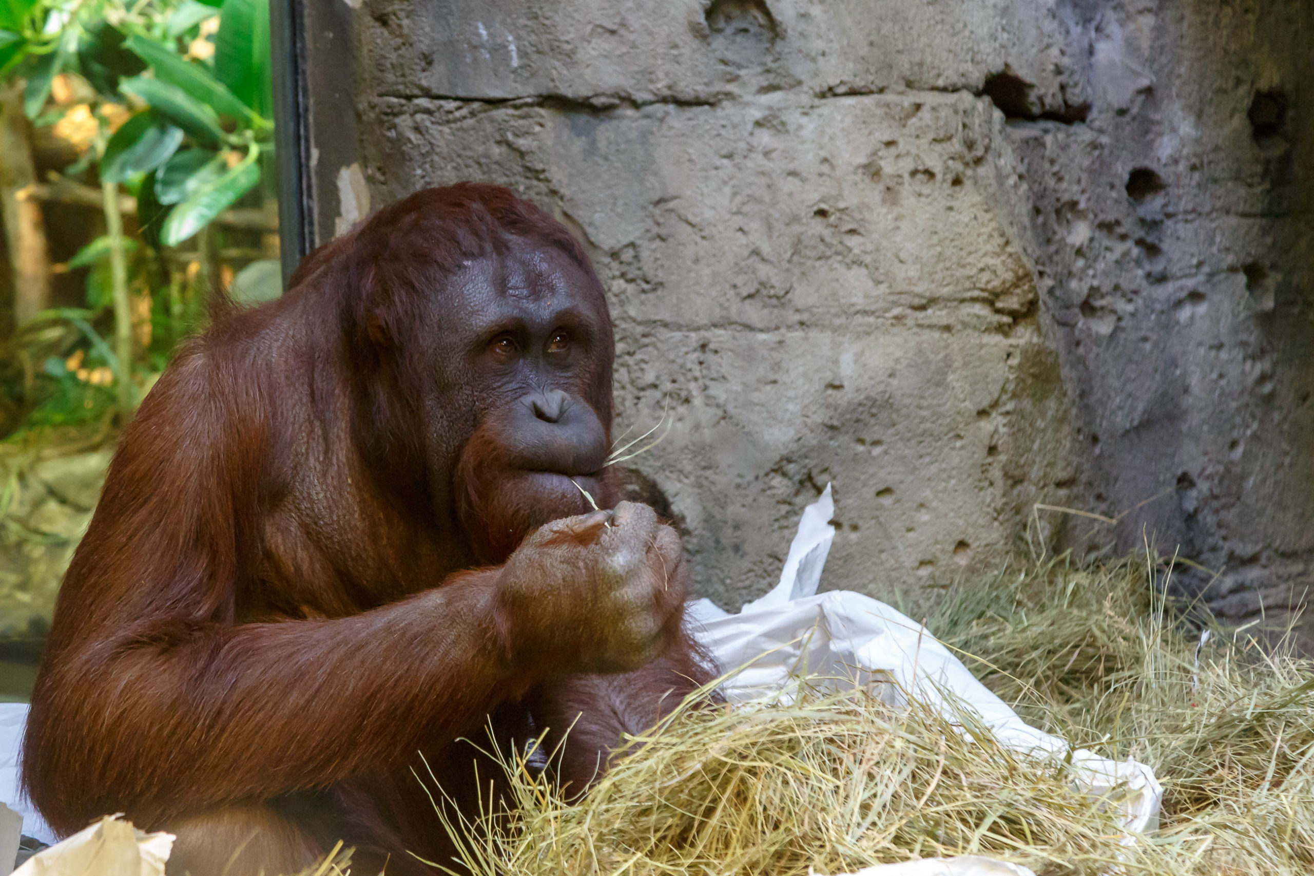 Orangutang på Omaha Zoo