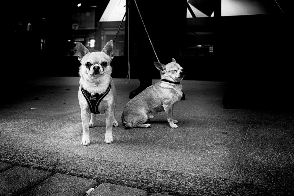 Hundfoto på stan - Två sökningar på Kungsgatan